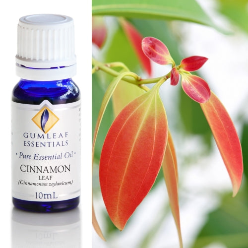 Cinnamon Leaf Pure Essential Oil
