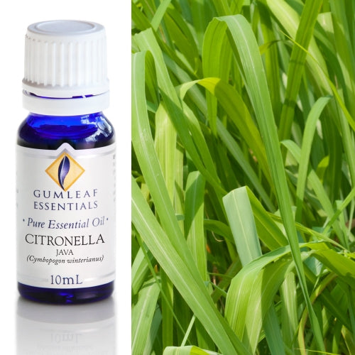 Citronella Java Pure Essential Oil
