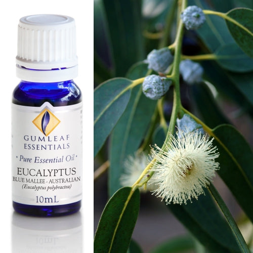 Eucalyptus Blue Mallee Australian Pure Essential Oil