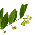 Load image into Gallery viewer, Carrier Oil - Jojoba
