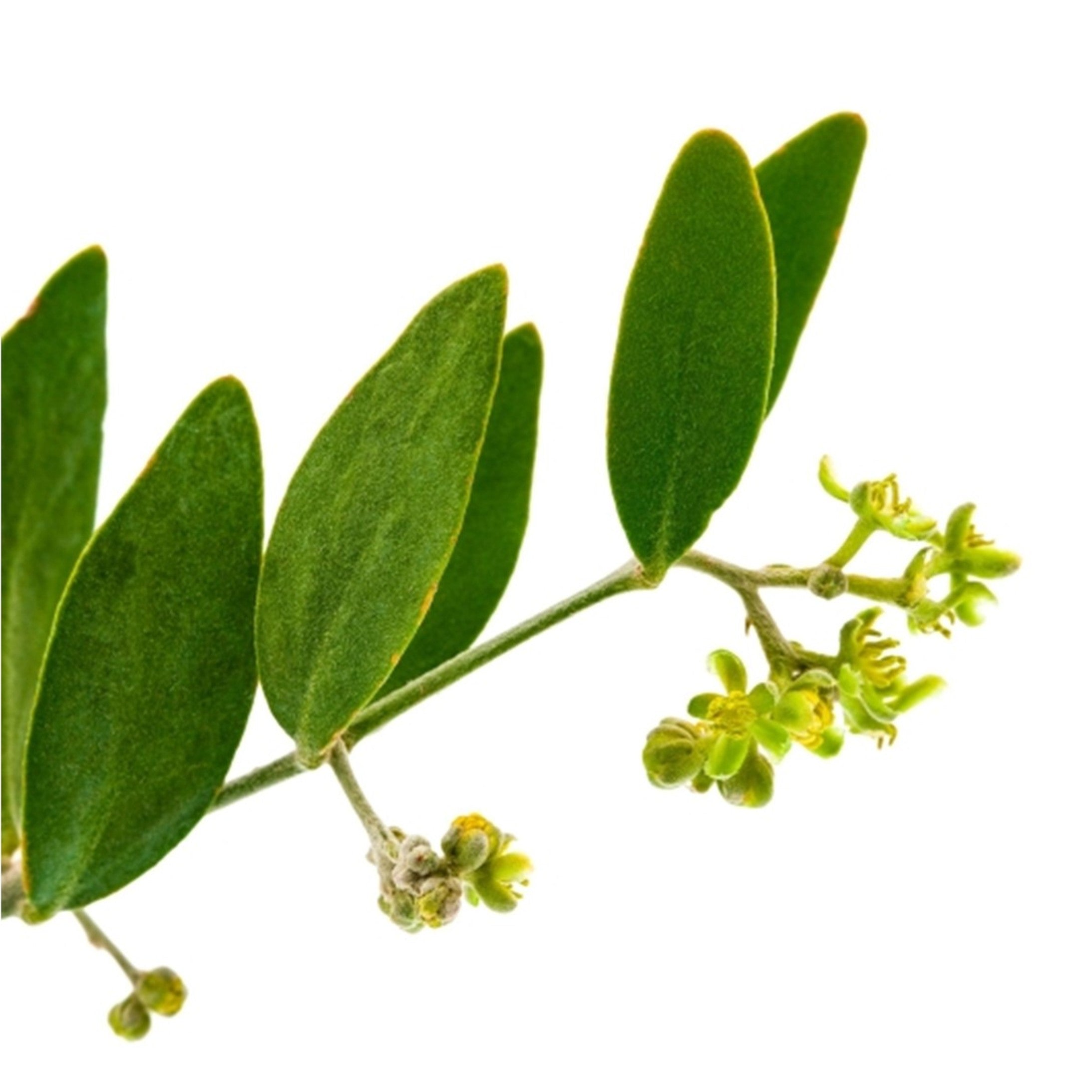 Carrier Oil - Jojoba