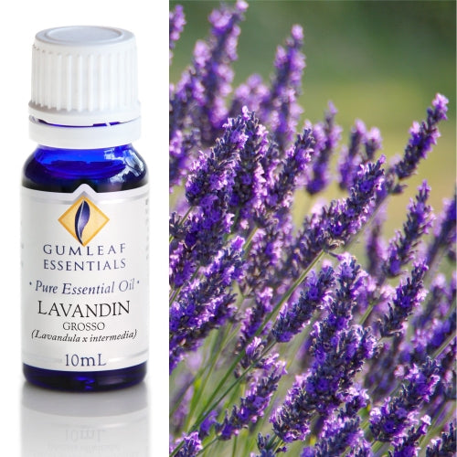Lavandin Grosso Pure Essential Oil