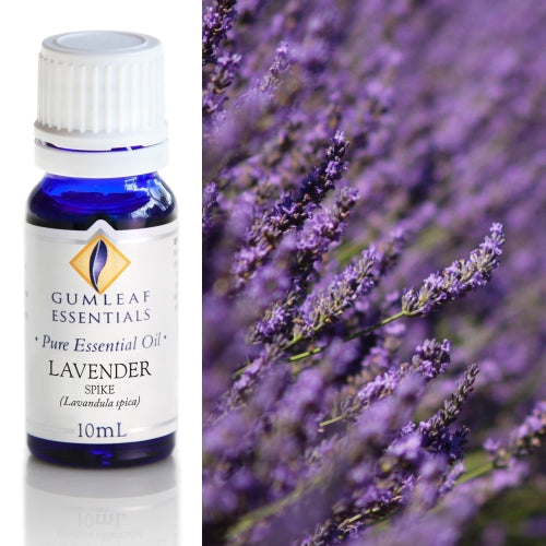 Lavender Spike Pure Essential Oil