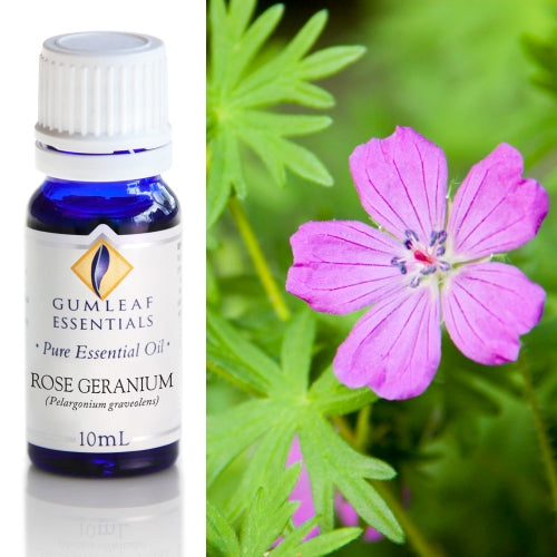 Rose Geranium Pure Essential Oil
